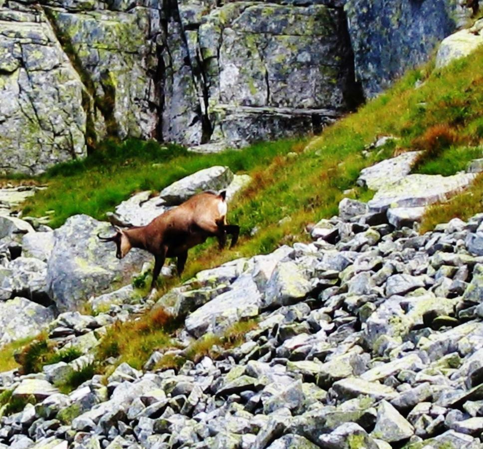 Penzion Alfa Tatry Stará Lesná Exteriér fotografie